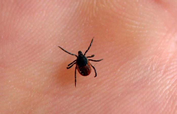 What do we know about “giant ticks” and should we be concerned?