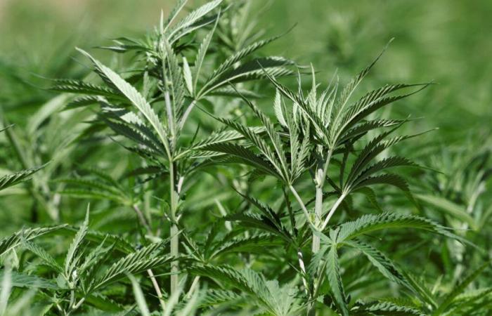 Cannabis: Behind the retired couple who played mules, a traffic estimated at 110 million euros