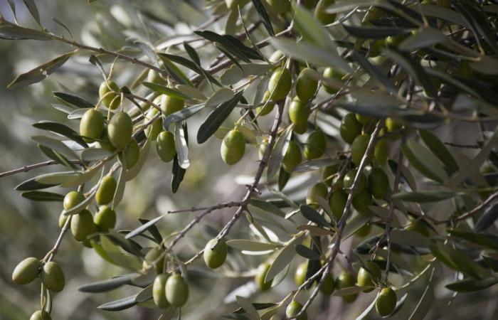 Olive oil: exorbitant prices could continue until 2025
