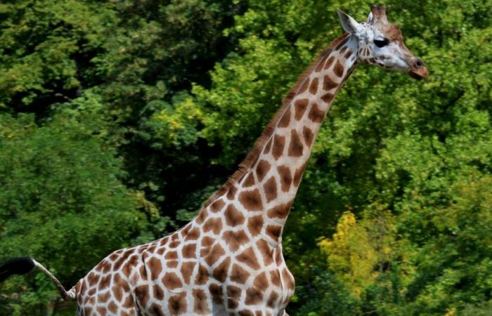 Giraffes 45 minutes from Lyon
