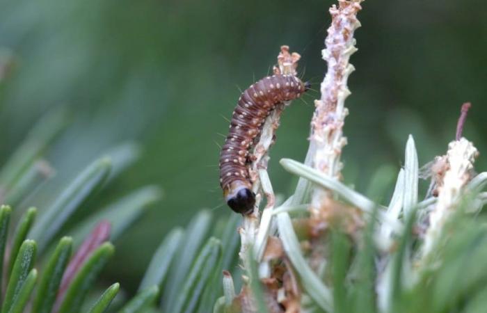 Spruce budworm now attacks Forestville