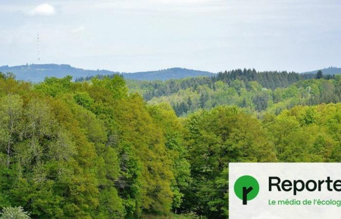 In France, mobilization for forests is being organized