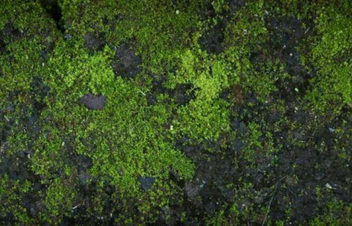 This Desert Moss Could Help Humanity Colonize Mars!