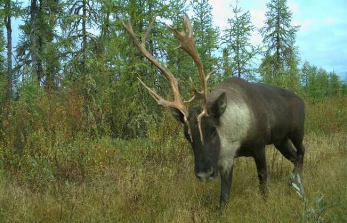 The Pipmuacan Caribou Decree will affect Saguenay and Sacré-Coeur more than expected