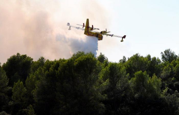Orange fire alert in Montpellier triggered this Tuesday: zoo, Lez reserve and Montmaur woods, which sites are impacted?