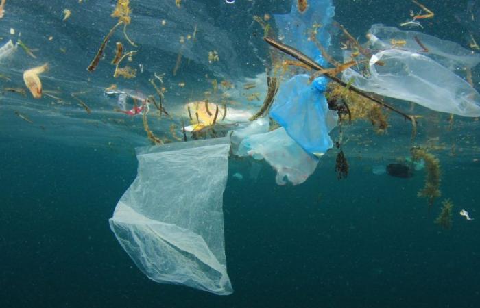 World Plastic Bag Free Day: July 3, 2024
