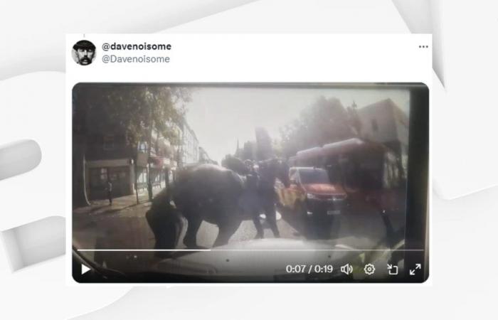 New military horses on the run in city centre, one animal ‘slightly injured’