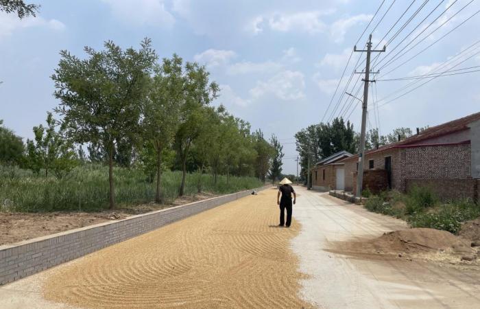 China: Peasant anger at falling wheat prices