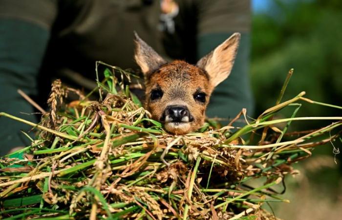 In the Belgian countryside, morning mission to “save Bambi”