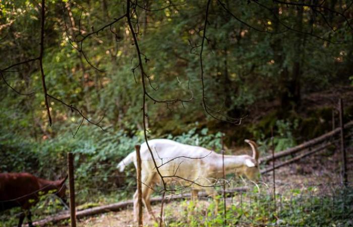 In
      the
      Cévennes,
      Protestants
      struggle
      to
      bury
      their
      dead
      at
      home