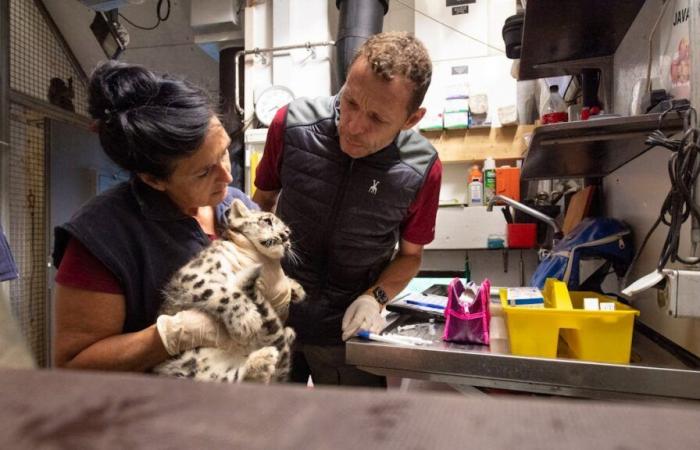 Mourning
      at
      Basel
      Zoo:
      Snow
      leopard
      dies
      unexpectedly