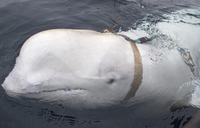 ‘Beluga
      spy’
      Hvaldimir
      shot
      dead,
      NGOs
      say