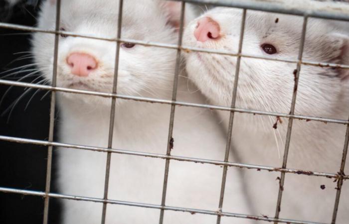 125
      viruses,
      some
      of
      which
      are
      “high
      risk”,
      detected
      in
      fur
      farms