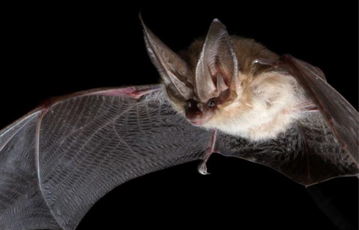 In
      the
      United
      States,
      the
      disappearance
      of
      bats
      has
      increased
      the
      use
      of
      pesticides,
      increasing
      infant
      mortality.