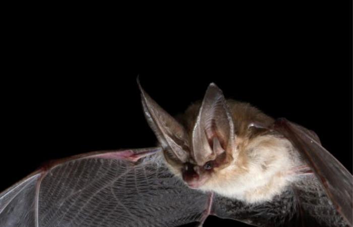 In
      the
      United
      States,
      the
      disappearance
      of
      bats
      has
      increased
      the
      use
      of
      pesticides,
      increasing
      infant
      mortality.