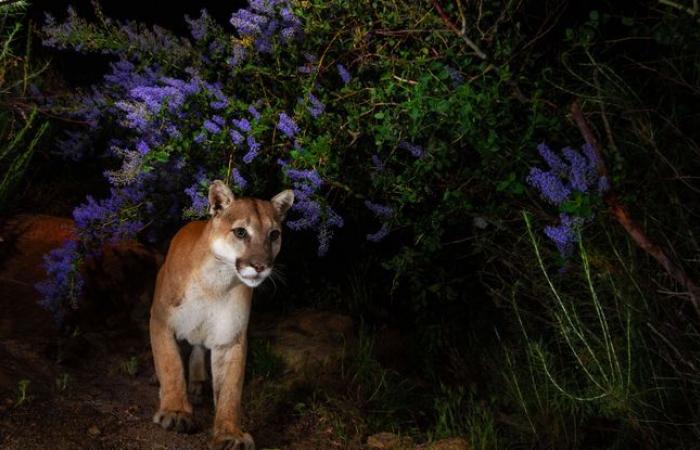 Cougar
      injures
      five-year-old
      boy
      in
      US
      national
      park