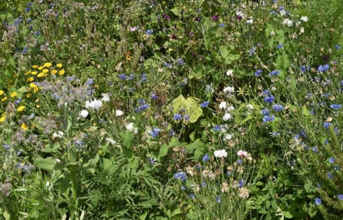 To
      preserve
      biodiversity
      and
      face
      climate
      change,
      everyone
      must
      cultivate
      their
      garden