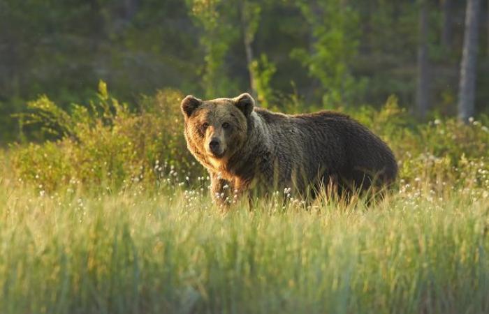 6
      Amazing
      Facts
      About
      Bears