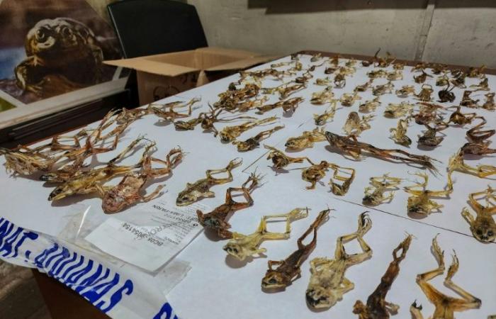 Hundreds
      of
      frogs
      with
      supposed
      aphrodisiac
      properties
      seized
      in
      Peru