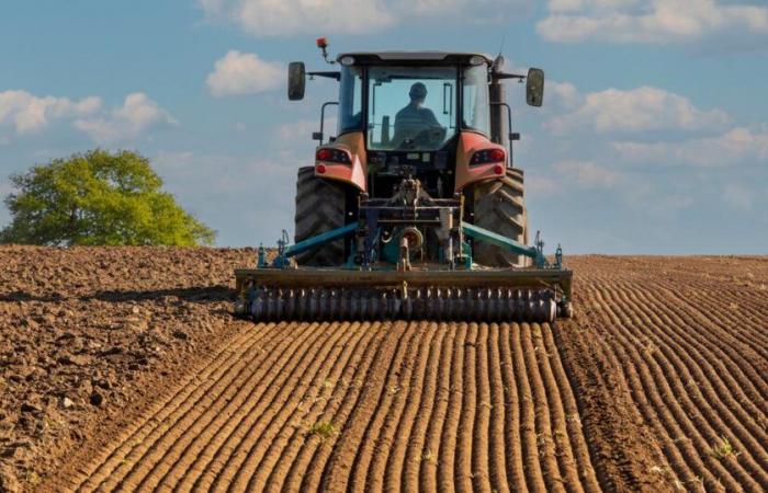 French
      wheat
      producers
      urgently
      request
      guaranteed
      loans