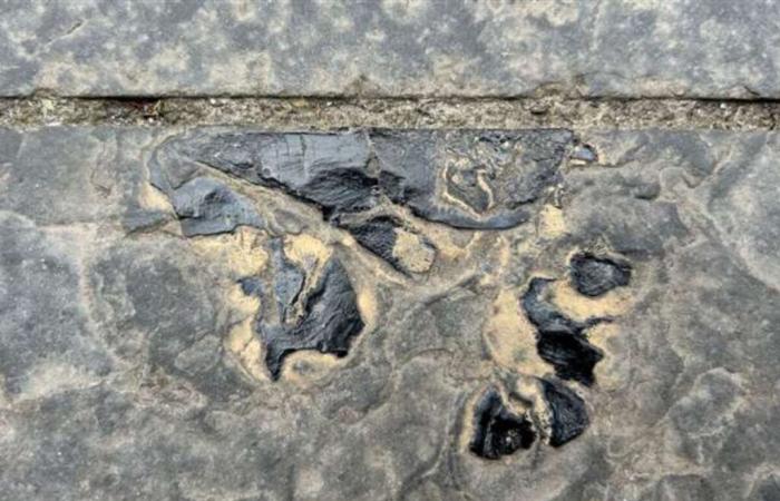 Devonian
      fossil
      found
      on
      sidewalk
      in
      Scotland