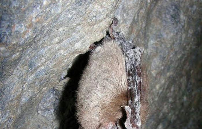 Bat
      deaths
      lead
      to
      increased
      pesticide
      use
      and
      infant
      deaths