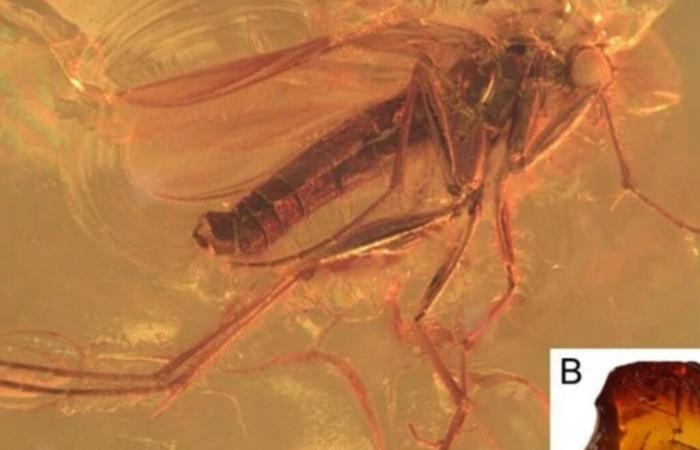 Midge
      trapped
      in
      Baltic
      amber
      proves
      long
      journey