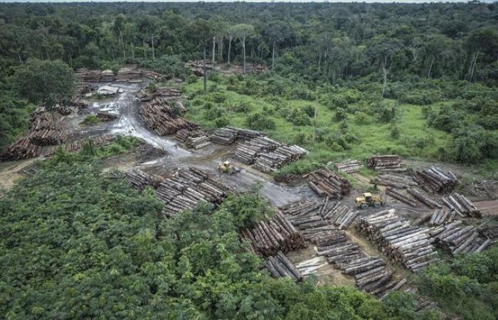 Two
      loggers
      killed
      and
      two
      others
      missing
      after
      raid
      on
      Amazonian
      Indian
      territory