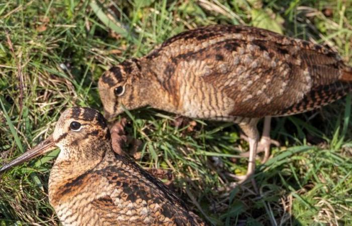 Woodcock:
      a
      forest
      bird