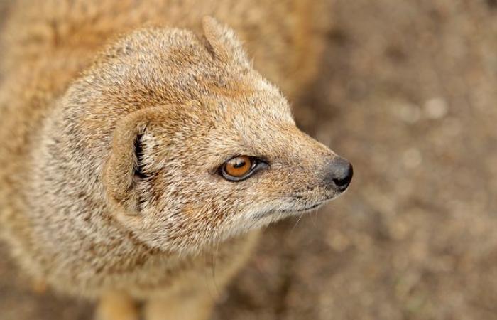 The
      sad
      end
      of
      the
      mongooses,
      eradicated
      for
      preferring
      to
      eat
      rabbits
      rather
      than
      kill
      snakes