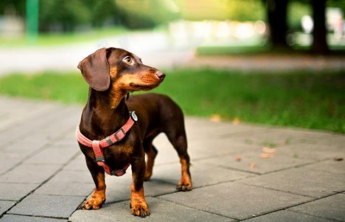 Decode
      your
      dog’s
      behavior