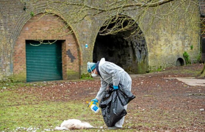 First
      case
      of
      bird
      flu
      detected
      without
      animal
      contact