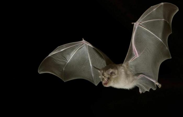 Bat
      deaths
      indirectly
      caused
      deaths
      of
      hundreds
      of
      children
      in
      eastern
      US,
      study
      finds