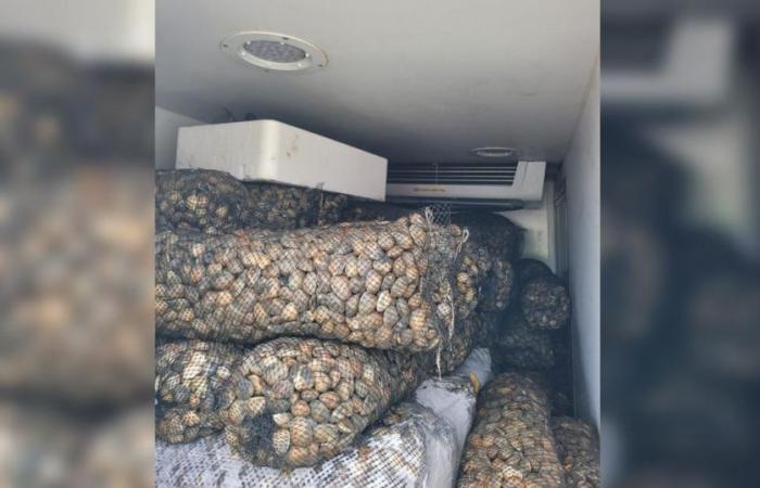 Truck
      full
      of
      stale
      shellfish
      bound
      for
      France
      intercepted