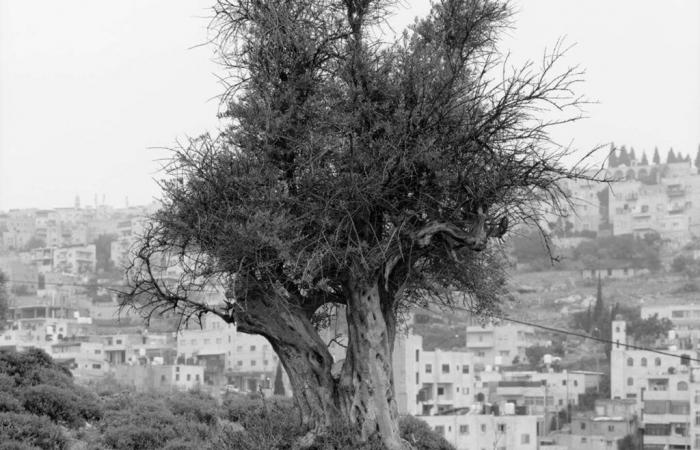 The
      olive
      tree,
      a
      mistreated
      symbol
      in
      occupied
      land