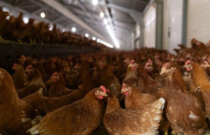 Human
      case
      of
      bird
      flu
      without
      animal
      contact
      appears
      in
      the
      United
      States,
      a
      first
      in
      the
      country