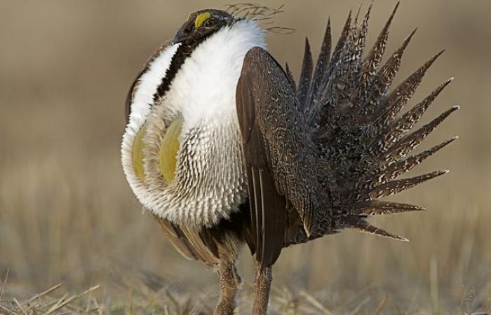 Bird:
      Do
      you
      know
      the
      grouse?