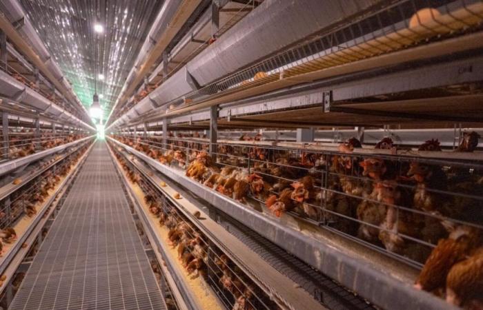 First
      case
      of
      bird
      flu
      without
      animal
      contact
      in
      the
      United
      States