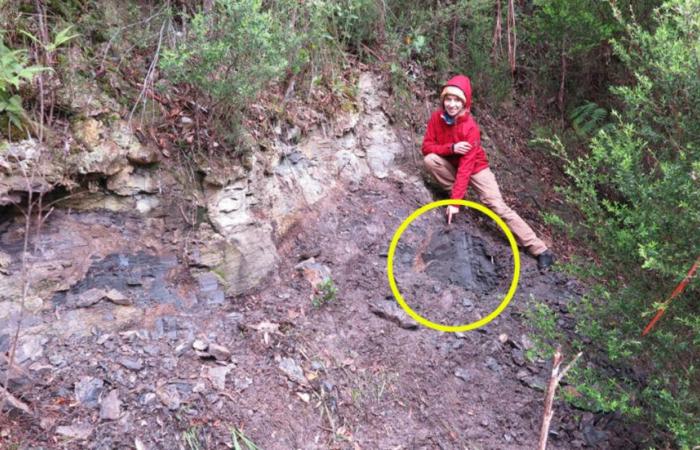 Lost
      remains
      of
      tropical
      forest
      discovered
      near
      freezing
      Australian
      town