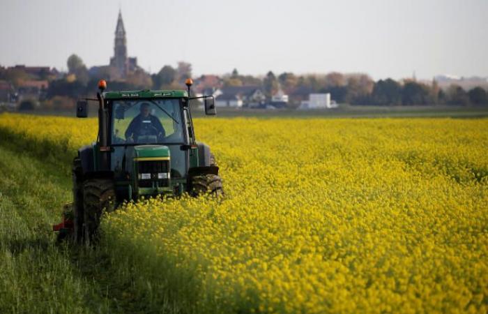 “The
      mustard
      is
      piqued
      with
      revenge”