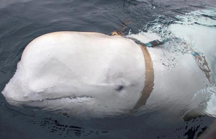 Was
      a
      beloved
      whale
      suspected
      of
      being
      a
      Russian
      ‘spy’
      killed
      in
      Norway?