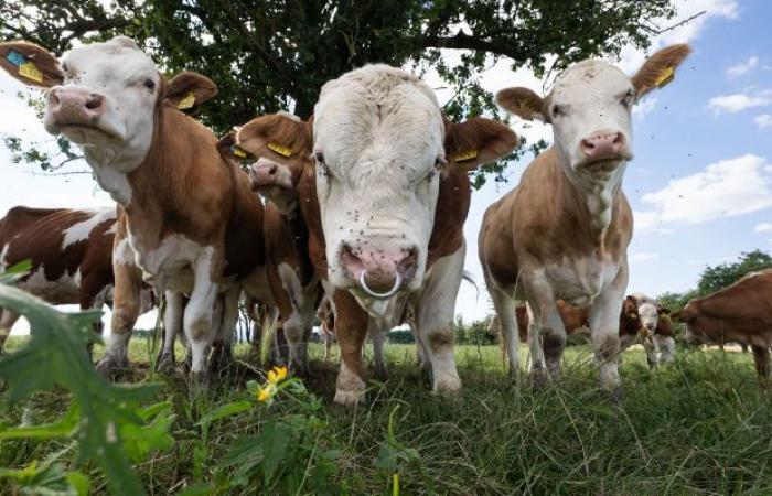 Animal
      diseases
      in
      Brandenburg
      –
      Bluetongue
      and
      West
      Nile
      fever
      threaten
      livestock