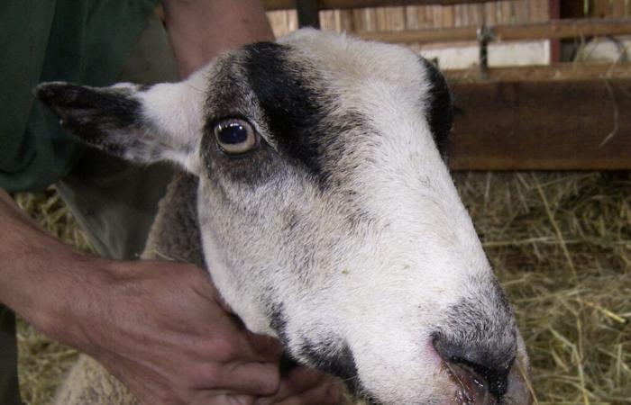 Bluetongue
      disease
      now
      also
      in
      Lucerne