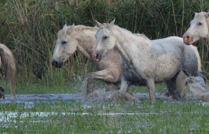 A
      man
      hospitalized
      and
      a
      dozen
      horses
      dead
      in
      Hérault