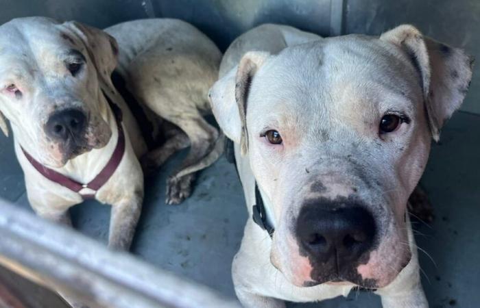 Three
      dogs
      saved
      from
      drowning
      after
      heavy
      rains
      this
      weekend