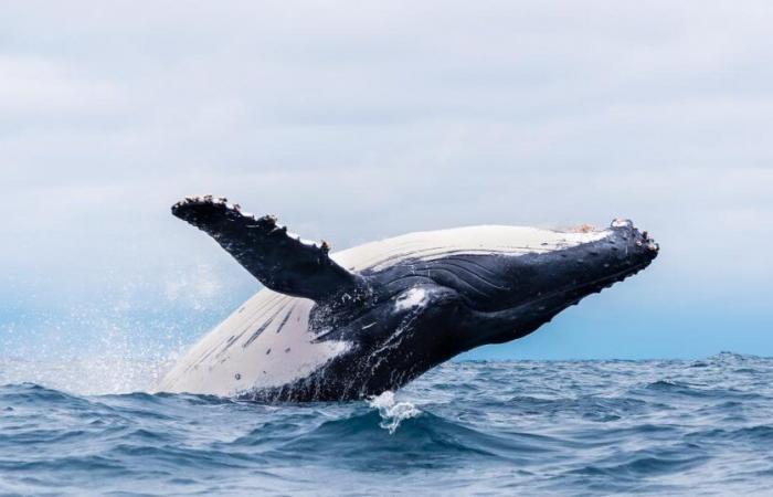 Discover
      these
      5
      species
      of
      whales