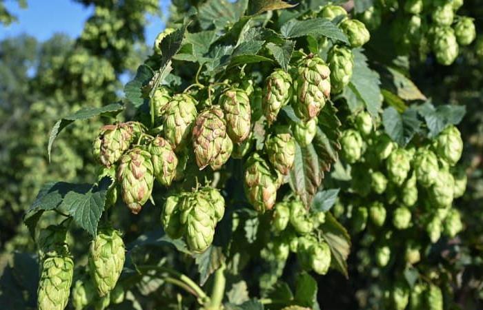 The
      hop
      harvest
      is
      officially
      launched