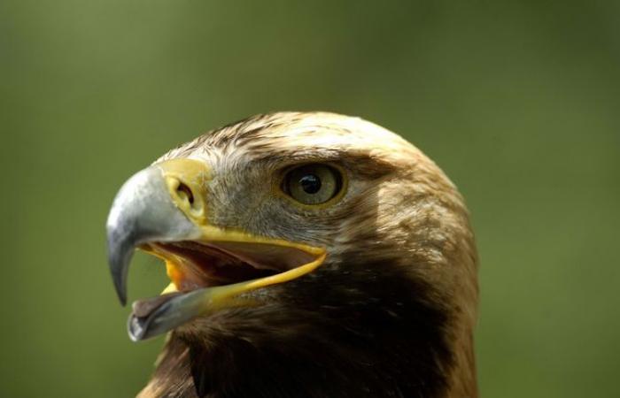 Can
      you
      be
      attacked
      by
      birds
      of
      prey
      in
      France?