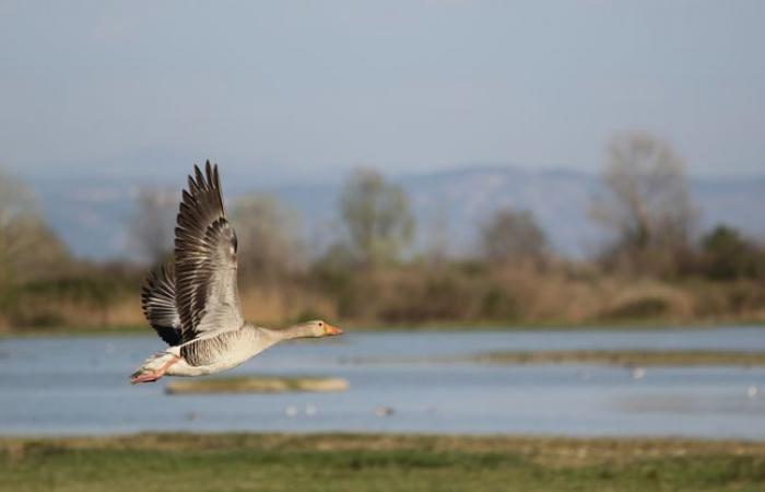 Why
      do
      birds
      migrate?