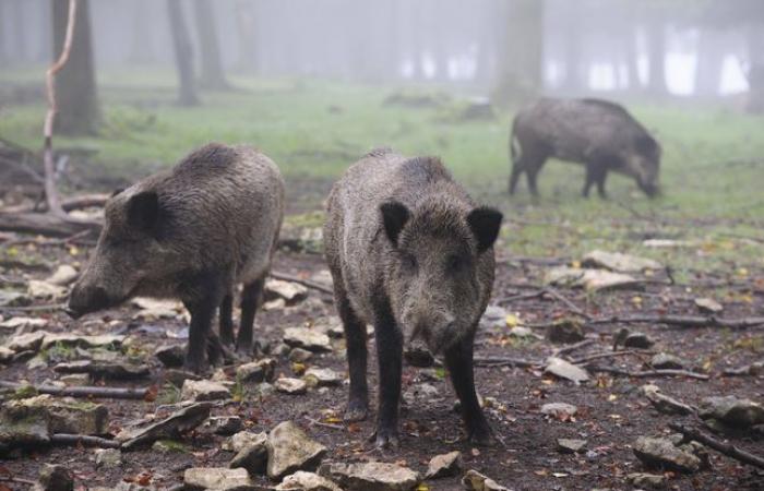 Residents
      of
      a
      residence
      taken
      hostage
      by
      a
      horde
      of
      wild
      boars